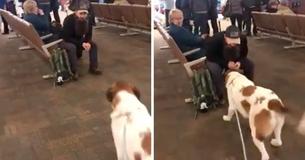 Hond ziet op het vliegveld man met baard langzaam naar hem toekomen tot hij helemaal blij wordt door een bekende geur