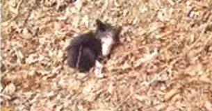 Man Saves Life Of Baby Bear With Hairless Face And Paws After Group Finds It
