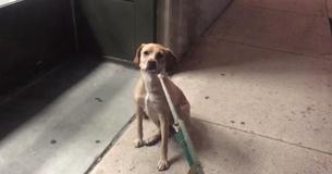 Pet Store Is Closed, Dog Gets Sad And Refuses To Leave