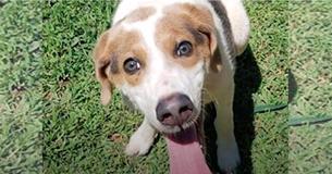 Disabled Dog Left To Die At 2 Months Old Finds Forever Home: 'Happiest Dog Alive'