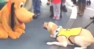 This Service Dog Is Super Happy To Meet Pluto At Disney