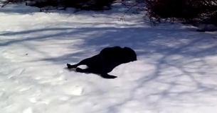 Black Labrador Can't Get Enough Of Body Sliding Through The Snow