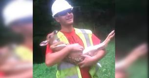 Worker Rescues Fawn And Rubs His Belly Only To Crack Up After Finally Releasing Him