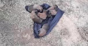 Un bon samaritain sauve un sac de chiots jetés d'une voiture le long de l'autoroute