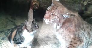 Katze fällt in Luchs-Käfig. Die Reaktion der Katze sorgt weltweit für Furore.