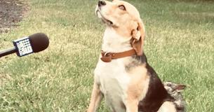 Heartbroken Beagle Who Lost Her Puppies Adopts Possum and Now They're Inseparable