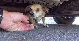 Microchip Implant Lets Lost Dog Reunite With His Owner
