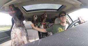 Un père fait tourner une caméra dans sa voiture pour montrer 4 chiens qui deviennent fous quand ils apprennent qu'ils vont au parc