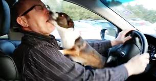 Puppy Loses His Marbles When He Realizes Where Owner Is Taking Him