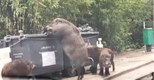 Hogzilla Caught On Tape Digging Through Elementary School's Dumpster