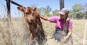 Mother Cow Tries To Hide Newborn Calf To Shelter Her From Farmer