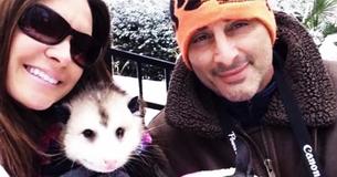 Orphaned Opossum Refuses To Go Back Into The Wild