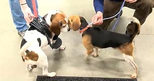 Two Dogs Thrown From Moving Vehicle On Interstate Reunited After Two Weeks Apart