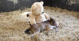 Neglected Pony Desperately Misses Mom. But Rescuers Gift Him A Teddy Bear To Cuddle With