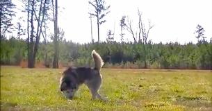 Dog Was Chained Up His Whole Life, Now Gets Second Chance At Happiness
