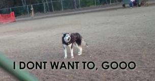 Husky hat lustigen Trotzanfall, als es Zeit ist, nach Hause zu gehen