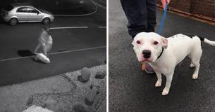 Une Vidéo Déchirante Montre Un Propriétaire Qui Abandonne Son Chien Dans La Rue Alors Qu'il Tente Désespérément De Remonter Dans Sa Voiture