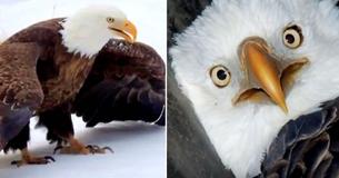 Injured Bald Eagle Gets Saved By Rescuers Using A Net, Dog Crate And Sled