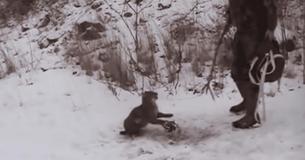 Two Men Rescue Angry Bobcat From Bear Trap - Watch Its Reaction When It Feels Freedom
