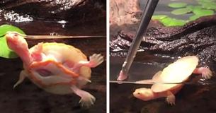 Cute Baby Turtle Born With Heart Outside Of Chest Lives, Caretaker Names Her 'Hope'