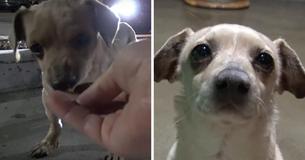 Tiny Pup Abandoned In Starbucks Parking Lot, So Witty Rescuers Named Him ‘Bean’
