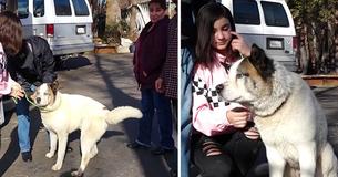 Dog Thought Lost In California Wildfire Reunites With Family 101 Days Later