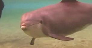 Taucher treffen auf einen mysteriösen Delfin - dann geschieht ein Wunder