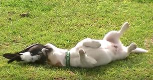 Weil ihr niemand glaubte, entschloss sie sich, ihren Hund und die Elster zu filmen 