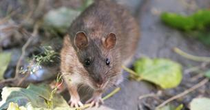 Ratte bleibt in Gullydeckel stecken – und muss von der Feuerwehr gerettet werden