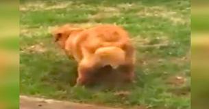 Frau erwischt ihren Hund auf frischer Tat - seine Reaktion ist so lustig