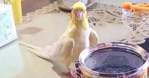 Dieser kleine Vogel hat ein völlig verrücktes Hobby