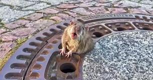 Chubby Rat Stuck In Sewer Cover Didn't Think Anybody Would Bother To Help Him