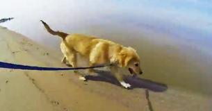 Un chiot retrouve sa mère pour la première fois après plus de 3 mois.