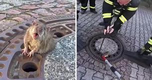 A Fat German Rat Got Stuck In A Sewer Grate And The Photos Are Absolutely Perfect
