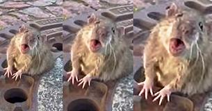 A Team Of Firefighters Heroically Rescued A Fat Rat In Distress That Was Trapped In A Sewer Gate