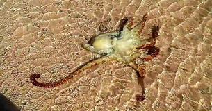 Der Oktopus kehrt zurück, um sich bei den Menschen zu bedanken, die ihn gerettet haben