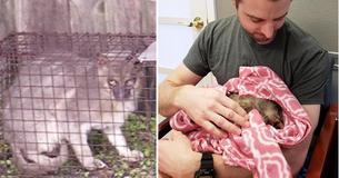 Tiny 'Werewolf' Found In Apartment Complex Just Wanted To Be Cuddled