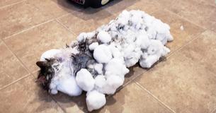 Frozen Cat Found Buried Deep In Montana Snow Bank Makes A Miraculous Recovery