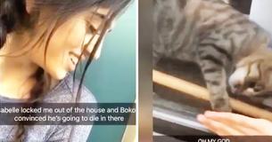 Hero Cat Comes To The Rescue When Owner Gets Locked Outside Of Her Home