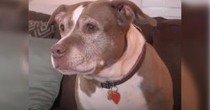 La police se présente pour attraper un Pit Bull, puis se rend compte qu'elle sauve le propriétaire d'une fuite d'essence