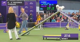 Winky The Pup Loses Hilariously At Westminster But Wins Internet's Heart Instead.