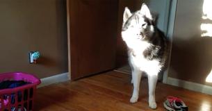 Una mamma affronta un husky reo di aver rubato una scarpa da tennis e registra la sua risposta ad alta voce