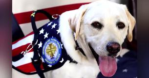 Sully, George H.W. Bush's Beloved Service Dog, Finds New Job In The U.S. Navy