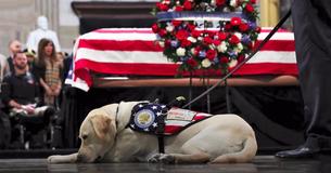 Sully, George H.W. Bush's Service Dog, Begins New Job With Wounded U.S. Service Members And Veterans