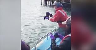 Fishermen Reunite Lost Baby Sea Otter With His Mommy In Precious Viral Video.