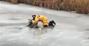 Heroic Firefighters Rescue Dog After Slipping Into Icy River