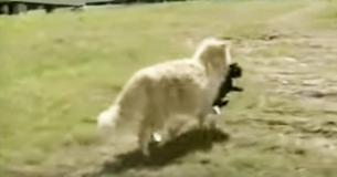 Un chien abandonne une portée de chiots nouveau-nés, mais un chat les a tous emportés
