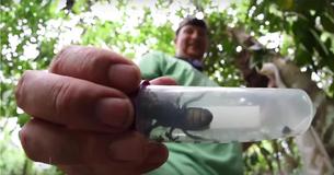 The Biggest Bee In The World, Thought To Be Extinct, Is Found Alive For First Time In 38 Years