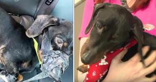 Les empreintes digitales laissées sur du ruban adhésif utilisé pour lier le petit chien ont conduit à une arrestation