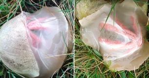 Huiseigenaar filmt moment waarop alien-ei dat ze in haar tuin heeft gevonden uit begint te komen